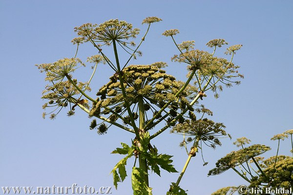 Boľševník obrovský (Heracleum mantegazzianum)