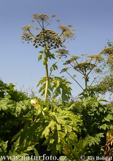 Boľševník obrovský (Heracleum mantegazzianum)