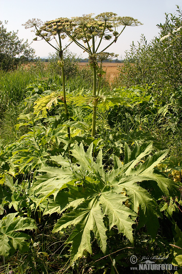 Boľševník obrovský (Heracleum mantegazzianum)