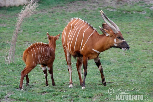 Bongo horský (Tragelaphus eurycerus isaaci)