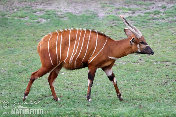 Bongo horský (Tragelaphus eurycerus isaaci)