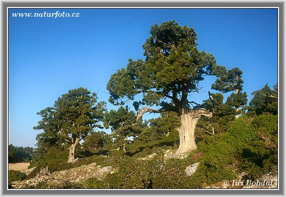 Borievka (Juniperus)