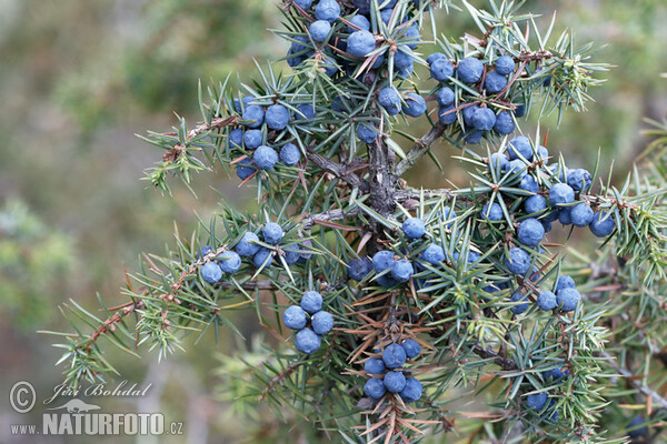 Borievka obyčajná (Juniperus communis)