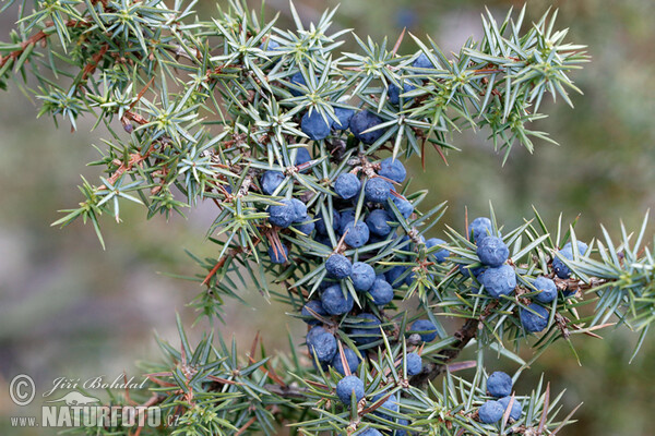 Borievka obyčajná (Juniperus communis)