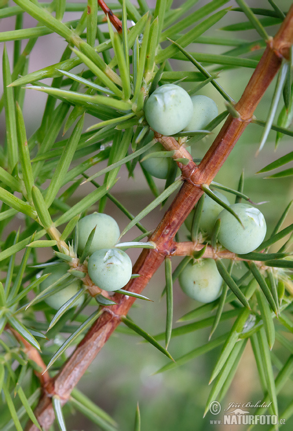 Borievka obyčajná (Juniperus communis)