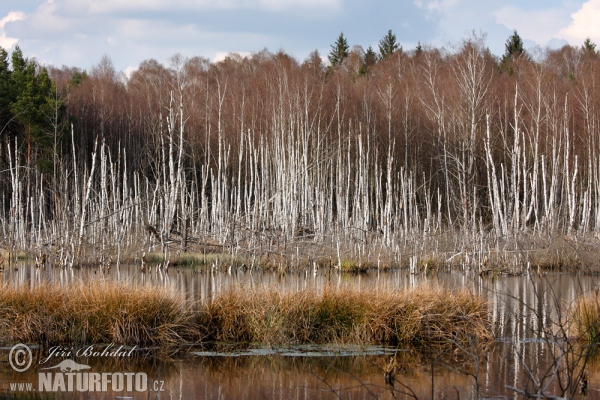 Borkovicka blata (TA)