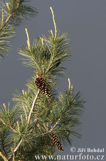 Borovica hladká (Pinus strobus)