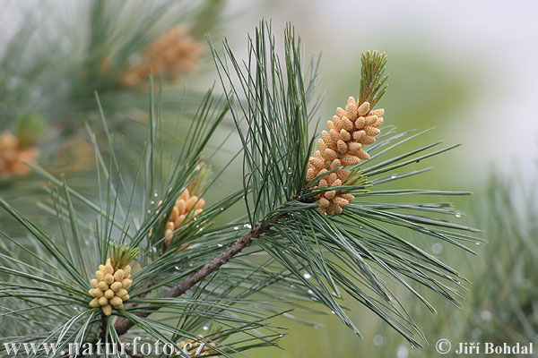 Borovica hladká (Pinus strobus)