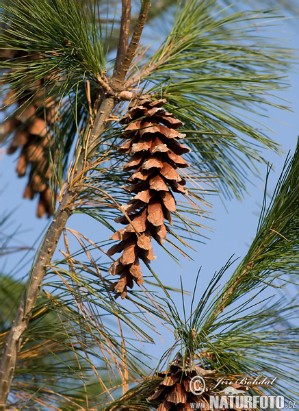 Borovica hladká (Pinus strobus)