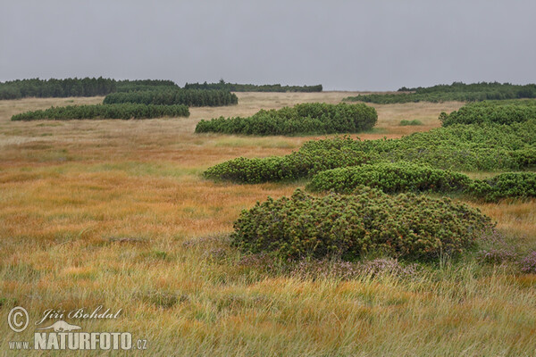 Borovica horská (Pinus mugo)