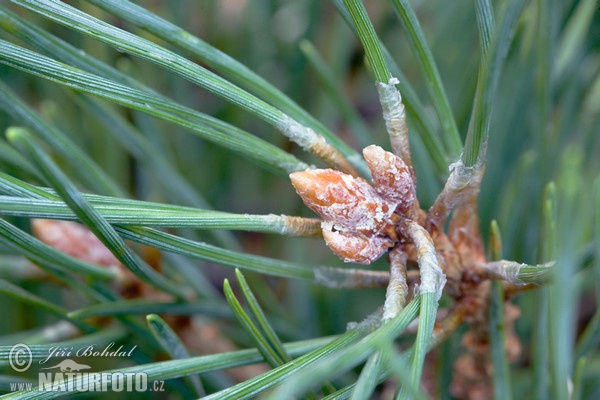 Borovica lesná sosnová (Pinus sylvestris)