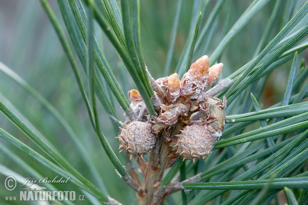 Borovica lesná sosnová (Pinus sylvestris)