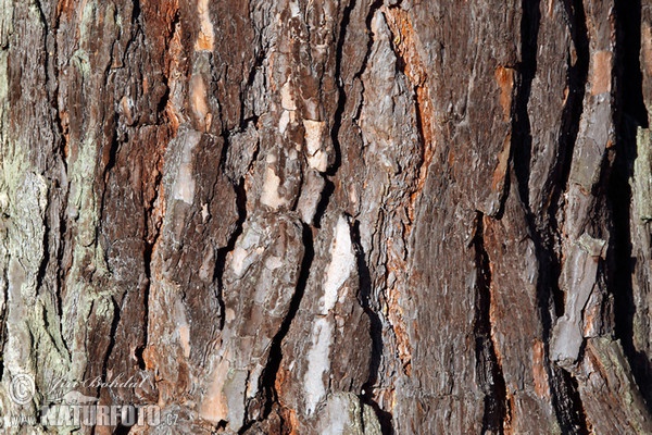 Borovica lesná sosnová (Pinus sylvestris)