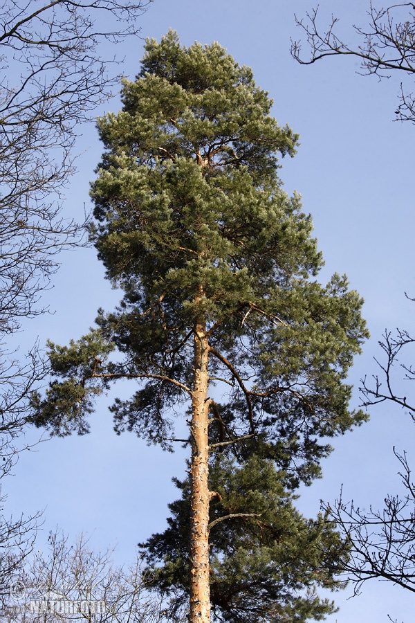 Borovica lesná sosnová (Pinus sylvestris)