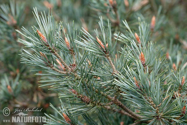 Borovica lesná sosnová (Pinus sylvestris)