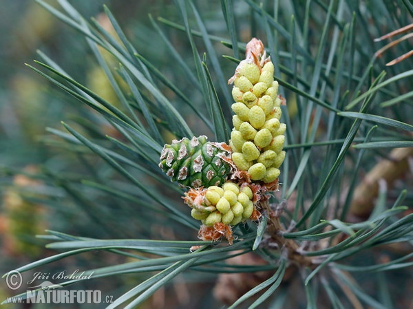 Borovica lesná sosnová (Pinus sylvestris)