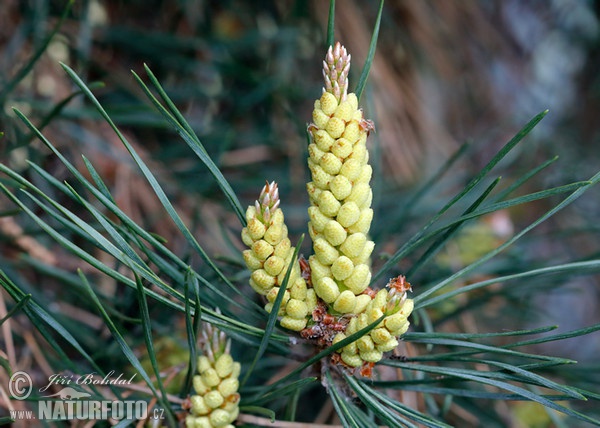 Borovica lesná sosnová (Pinus sylvestris)