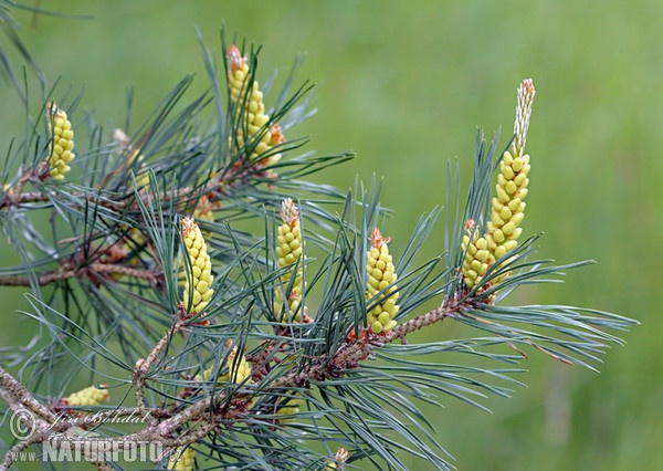 Borovica lesná sosnová (Pinus sylvestris)