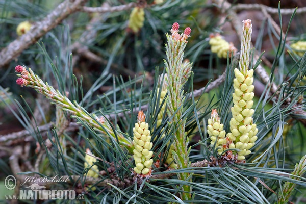 Borovica lesná sosnová (Pinus sylvestris)