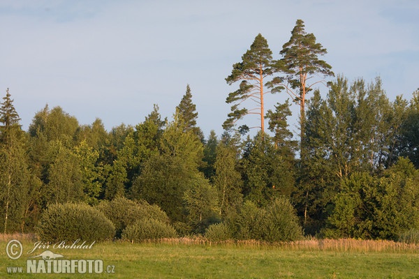 Borovica lesná sosnová (Pinus sylvestris)