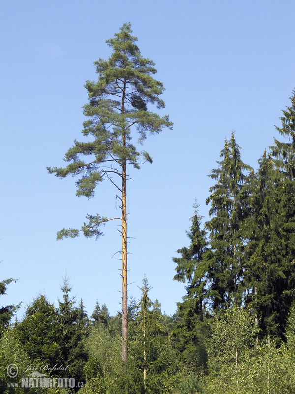 Borovica lesná sosnová (Pinus sylvestris)