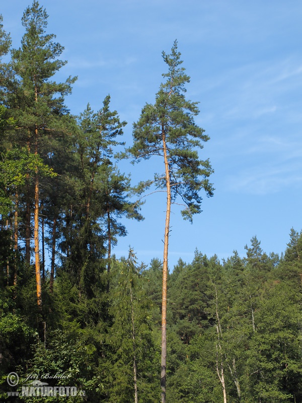 Borovica lesná sosnová (Pinus sylvestris)