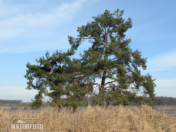 Borovica lesná sosnová (Pinus sylvestris)