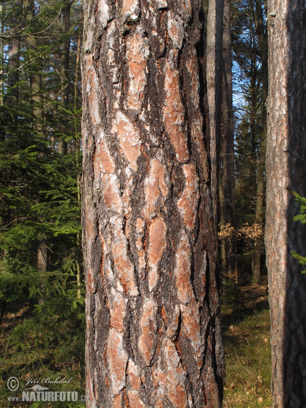 Borovica lesná sosnová (Pinus sylvestris)