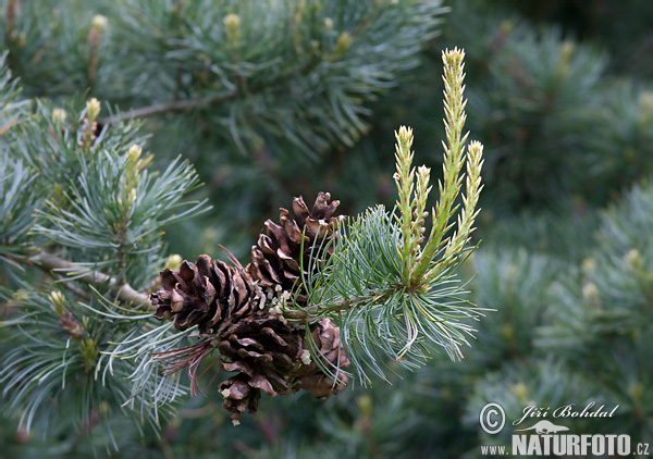 Borovica limbová (Pinus cembra)