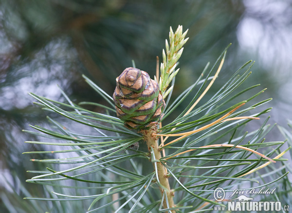 Borovica limbová (Pinus cembra)