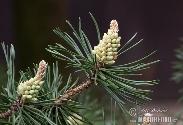 Borovice blatka (Pinus uncinata var.rotundata)