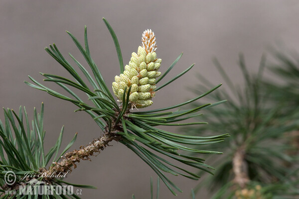 Borovice blatka (Pinus uncinata var.rotundata)