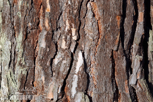 Borovice lesní (Pinus sylvestris)