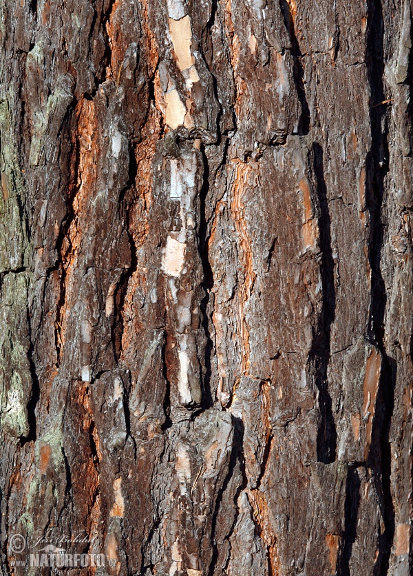 Borovice lesní (Pinus sylvestris)
