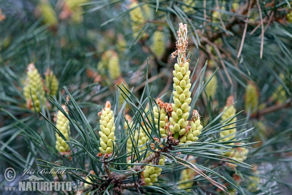 Borovice lesní (Pinus sylvestris)