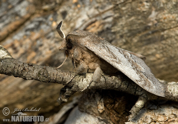 Bourovec borový (Dendrolimus pini)