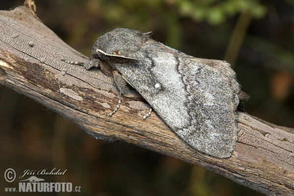 Bourovec borový (Dendrolimus pini)