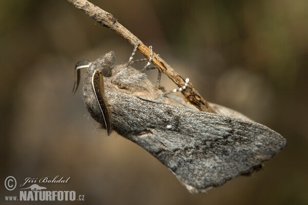 Bourovec borový (Dendrolimus pini)