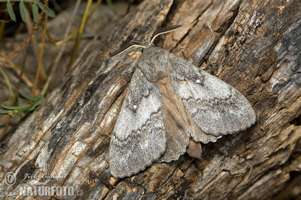 Bourovec borový (Dendrolimus pini)