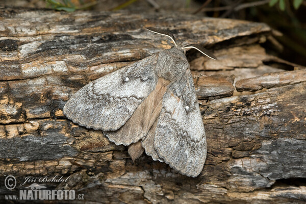 Bourovec borový (Dendrolimus pini)