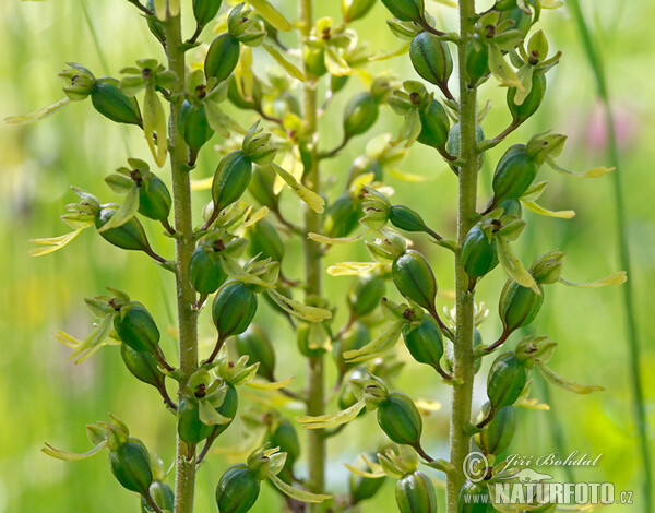 Bradáček vejčitý (Listera ovata)