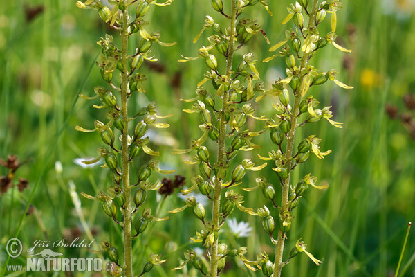 Bradáček vejčitý (Listera ovata)