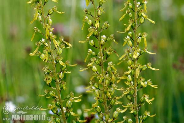 Bradáček vejčitý (Listera ovata)