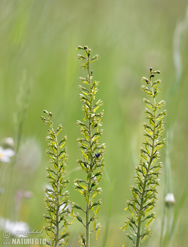 Bradáček vejčitý (Listera ovata)