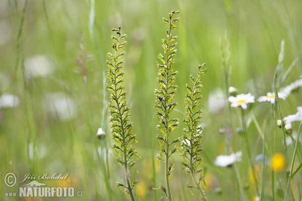 Bradáček vejčitý (Listera ovata)