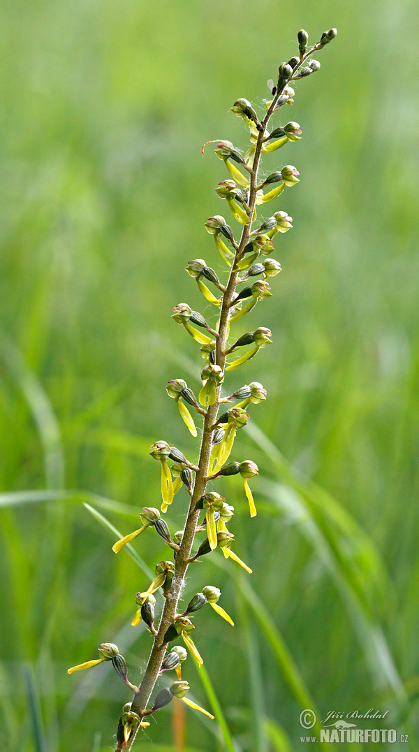 Bradáčik vajcovitolistý (Listera ovata)