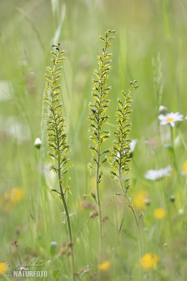 Bradáčik vajcovitolistý (Listera ovata)