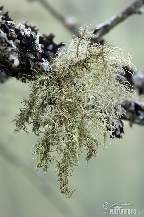 Bradatec srstnatý (Usnea hirta)