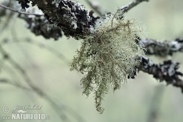 Bradatec srstnatý (Usnea hirta)