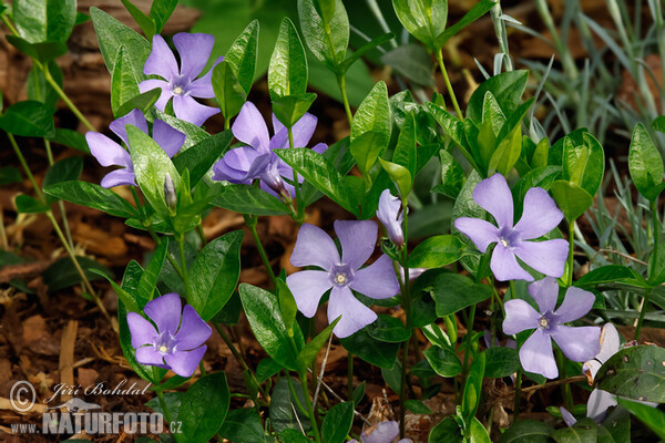 Brčál menší - Barvínek (Vinca minor)